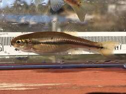 Image of Finescale dace