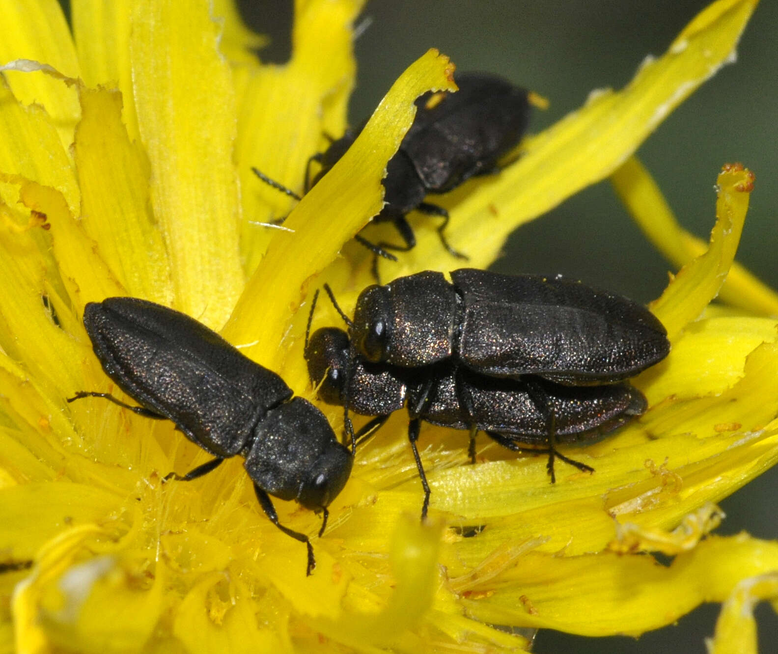 Imagem de Anthaxia quadripunctata (Linnaeus 1758)