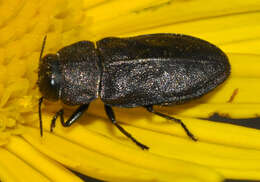 Imagem de Anthaxia quadripunctata (Linnaeus 1758)