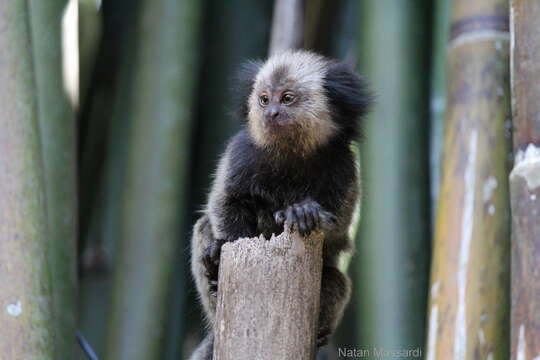 Image of Geoffroy's Marmoset