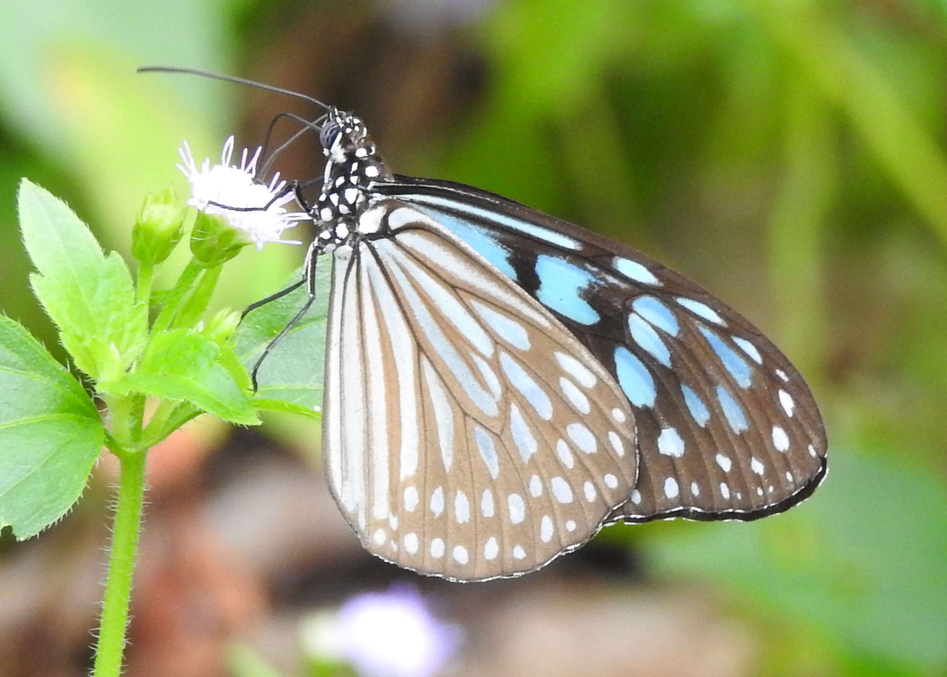 Image of Ideopsis similis persimilis Moore