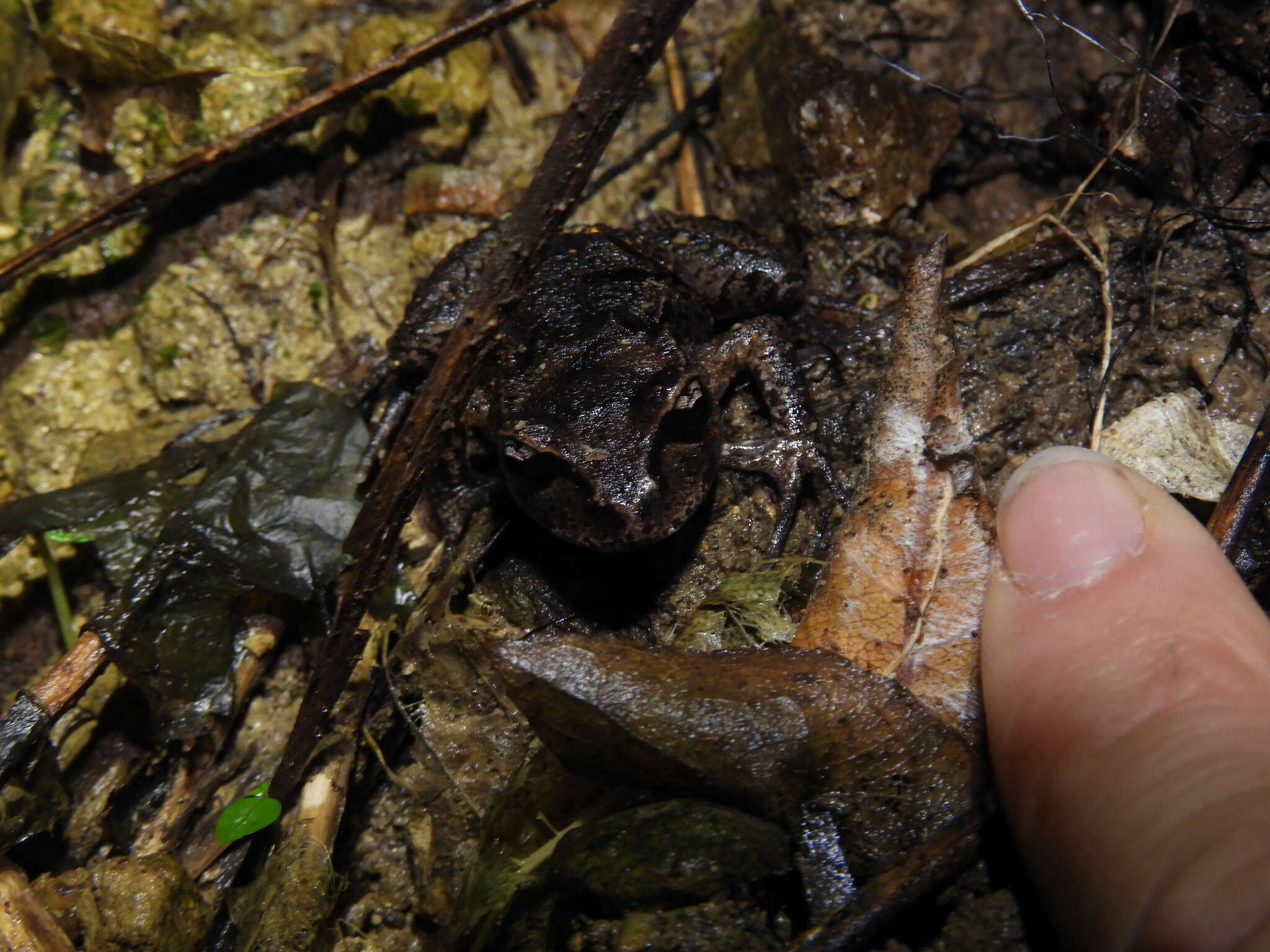 Image of New Zealand primitive frogs