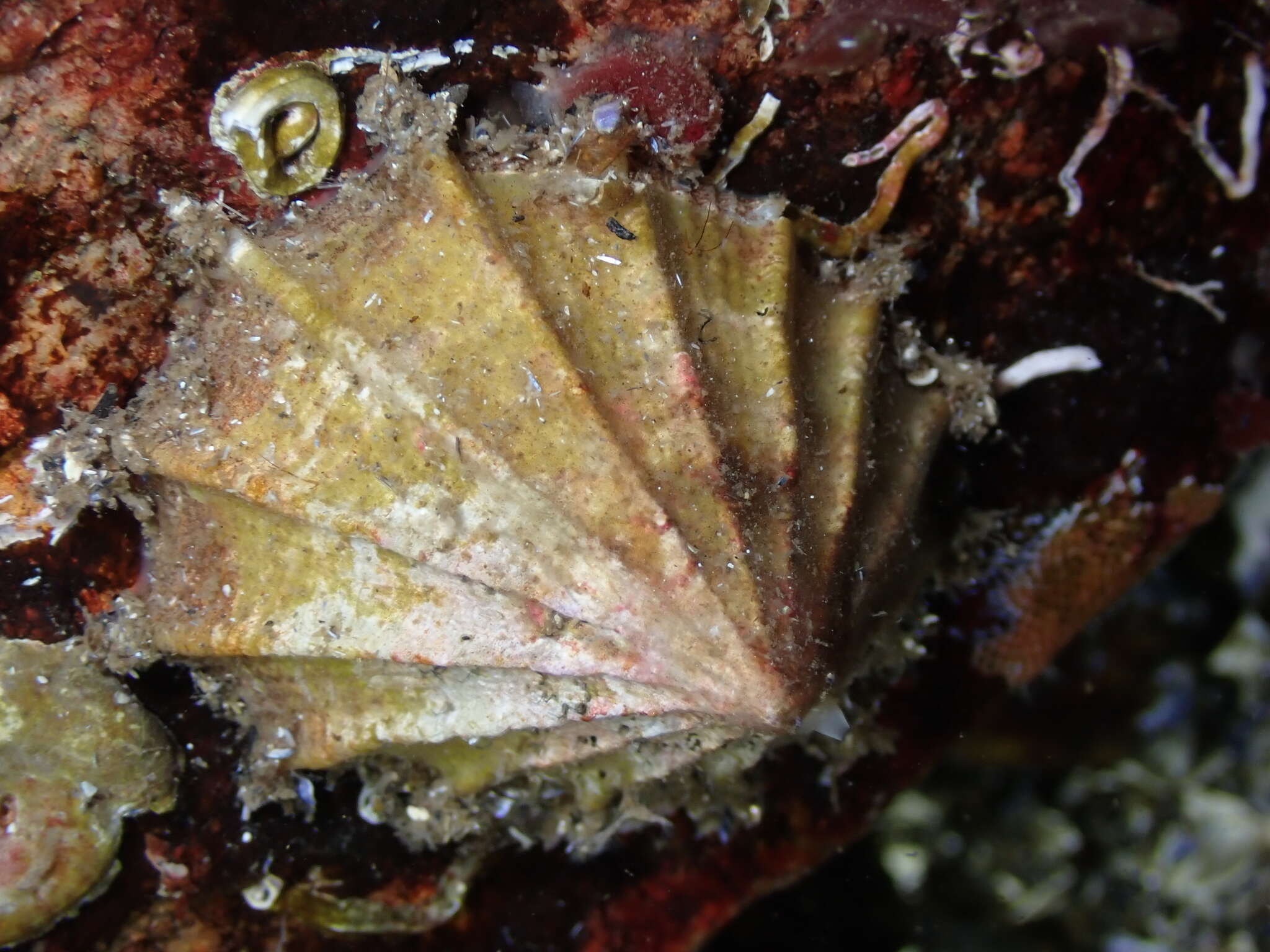 Image of Puncturella cucullata (Gould 1846)