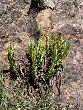 Image de Polystichum kruckebergii W. H. Wagner