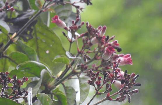 Image of <i>Capirona macrophylla</i>