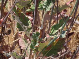 Imagem de Eriogonum nudum var. psychicola Reveal