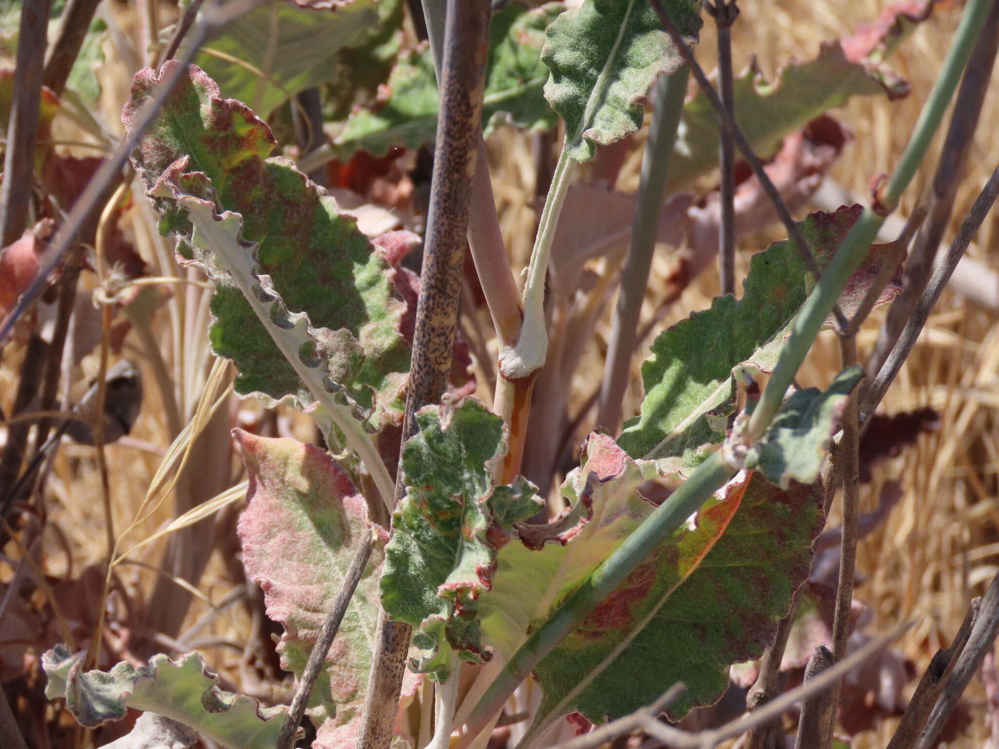 Imagem de Eriogonum nudum var. psychicola Reveal