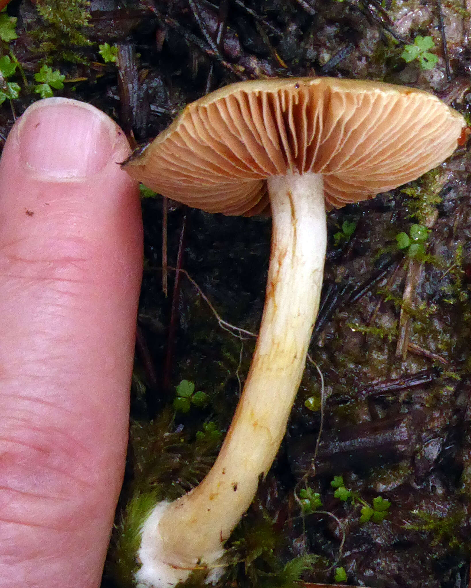 Слика од Cortinarius calaisopus Soop 2013