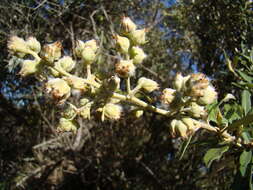 صورة Tarchonanthus littoralis