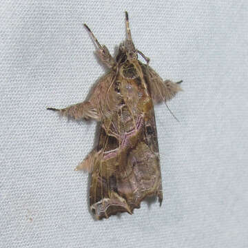 Image of Florida Fern Moth