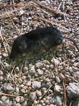 Image of Arctic Shrew