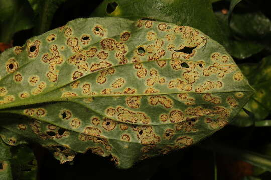 Image of Puccinia arenariae (Schumach.) J. Schröt. 1880