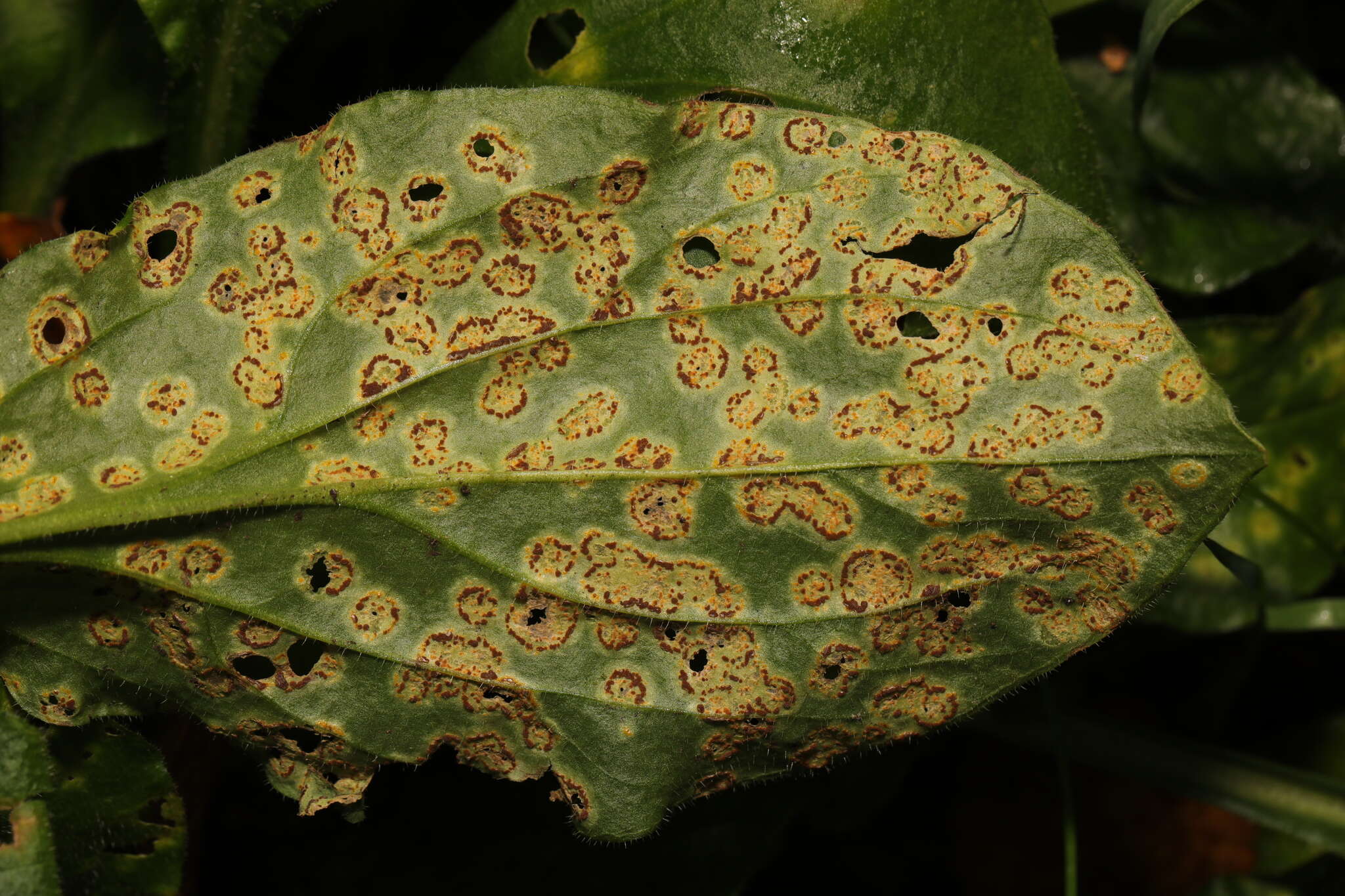 Image of Puccinia arenariae (Schumach.) J. Schröt. 1880