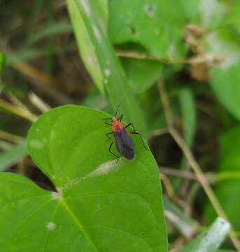 Prepops latipennis (Stal 1862)的圖片