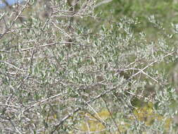 Image of silver buffaloberry