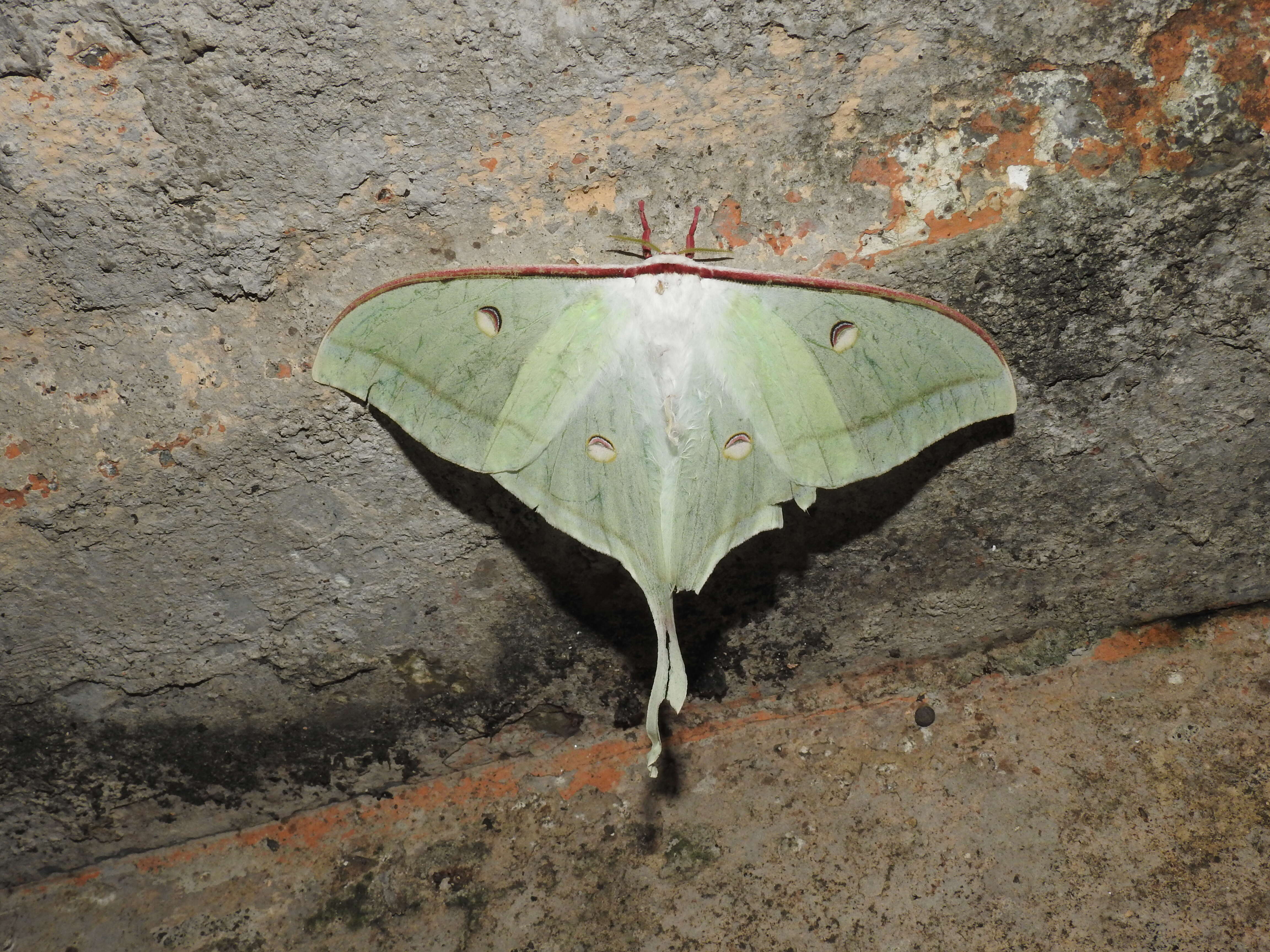 Image of Indian Luna Moth