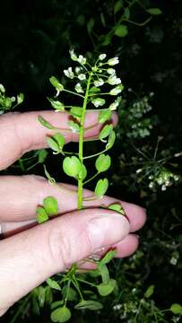 Image of field pennycress