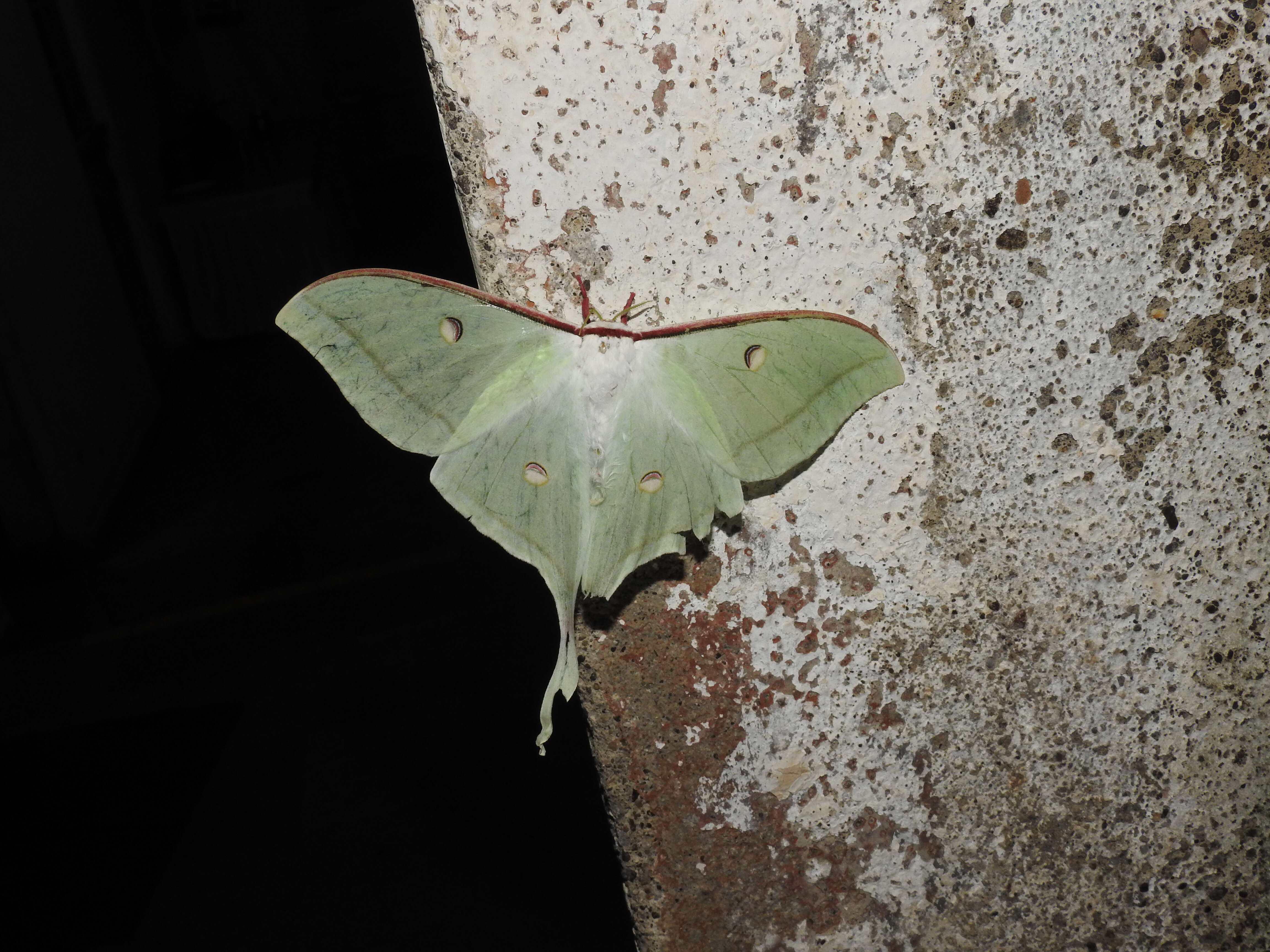 Image of Indian Luna Moth