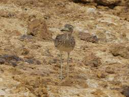 Image of Senegal Thick-knee