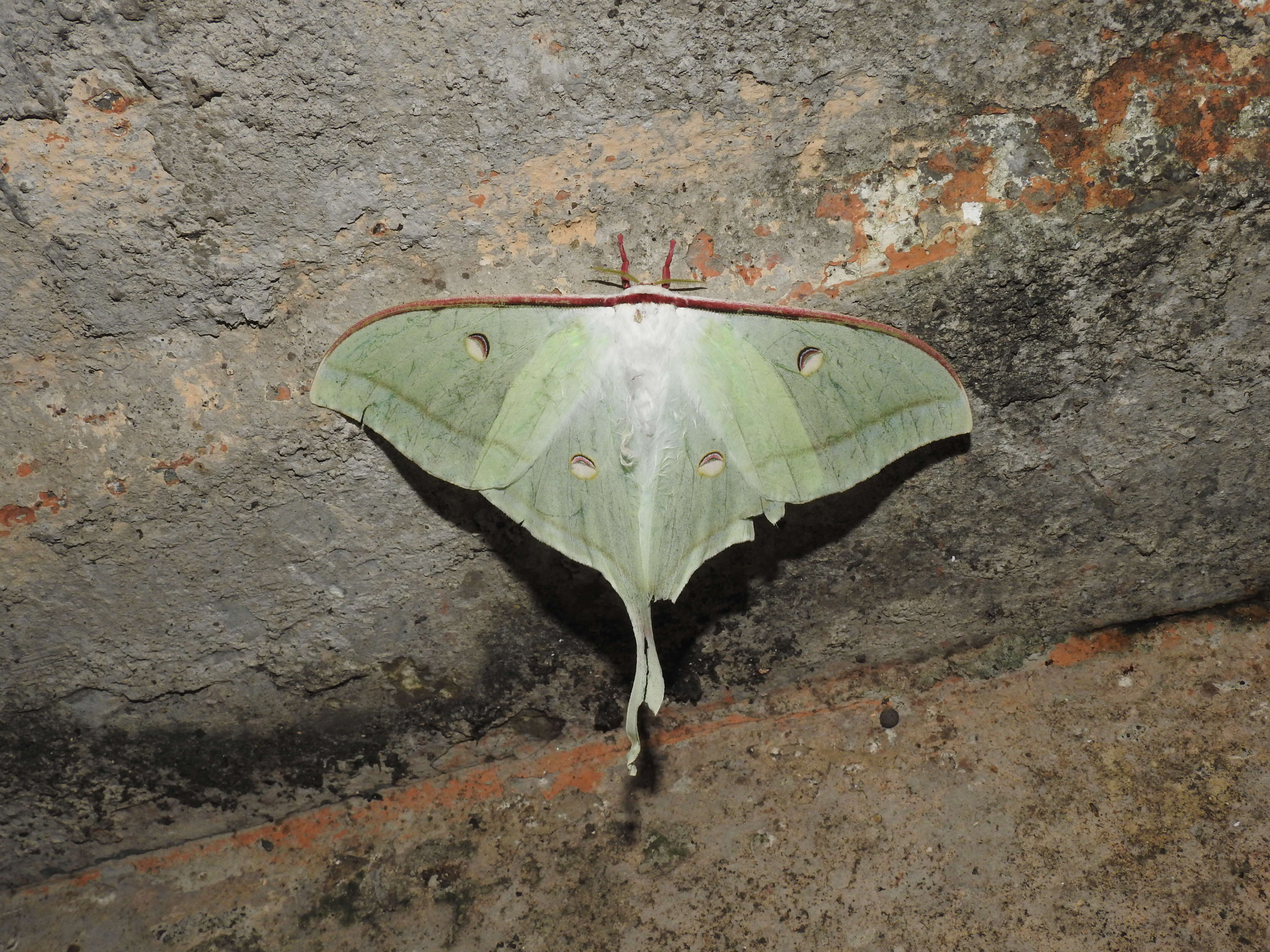 Image of Indian Luna Moth