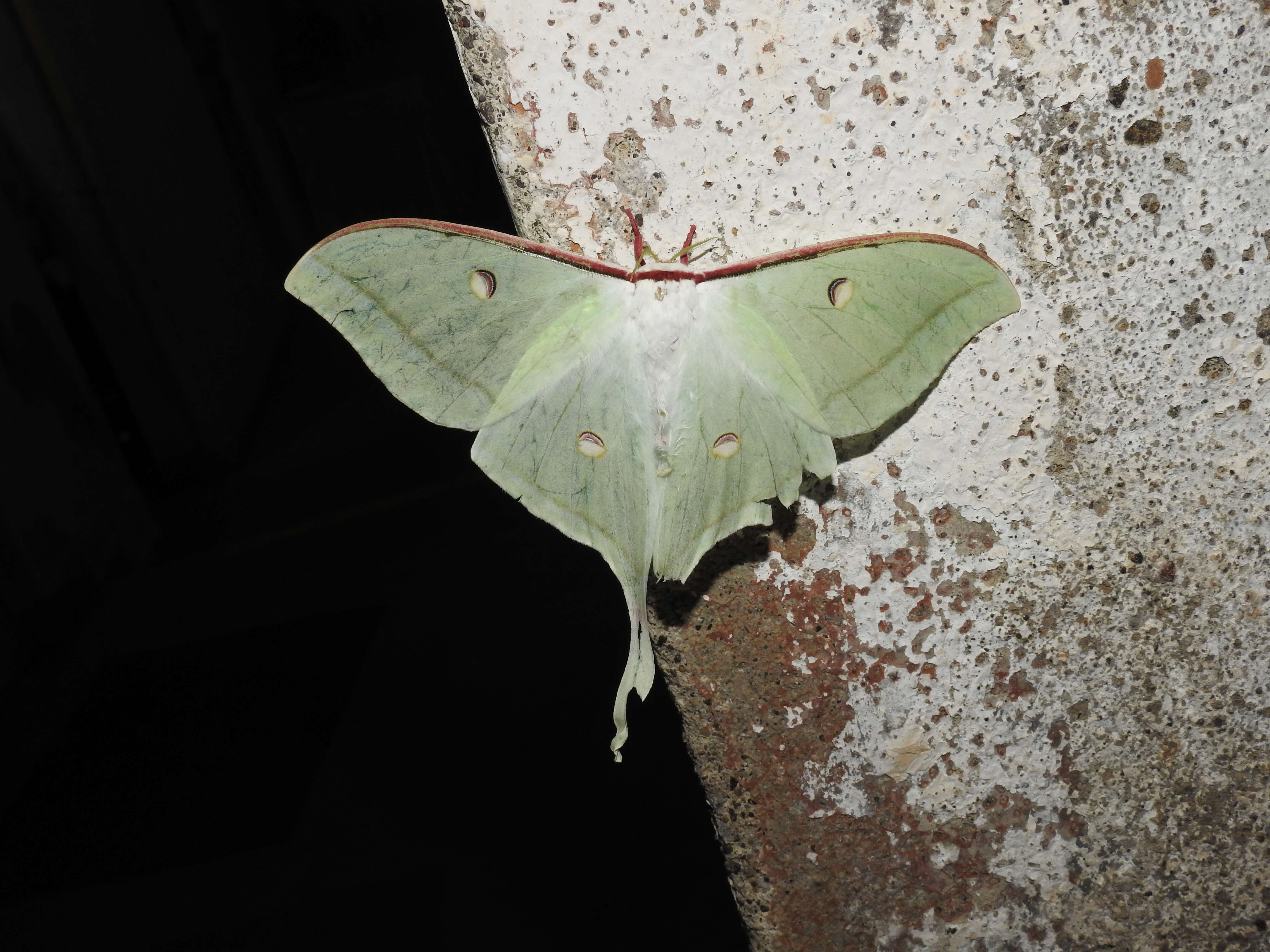 Image of Indian Luna Moth