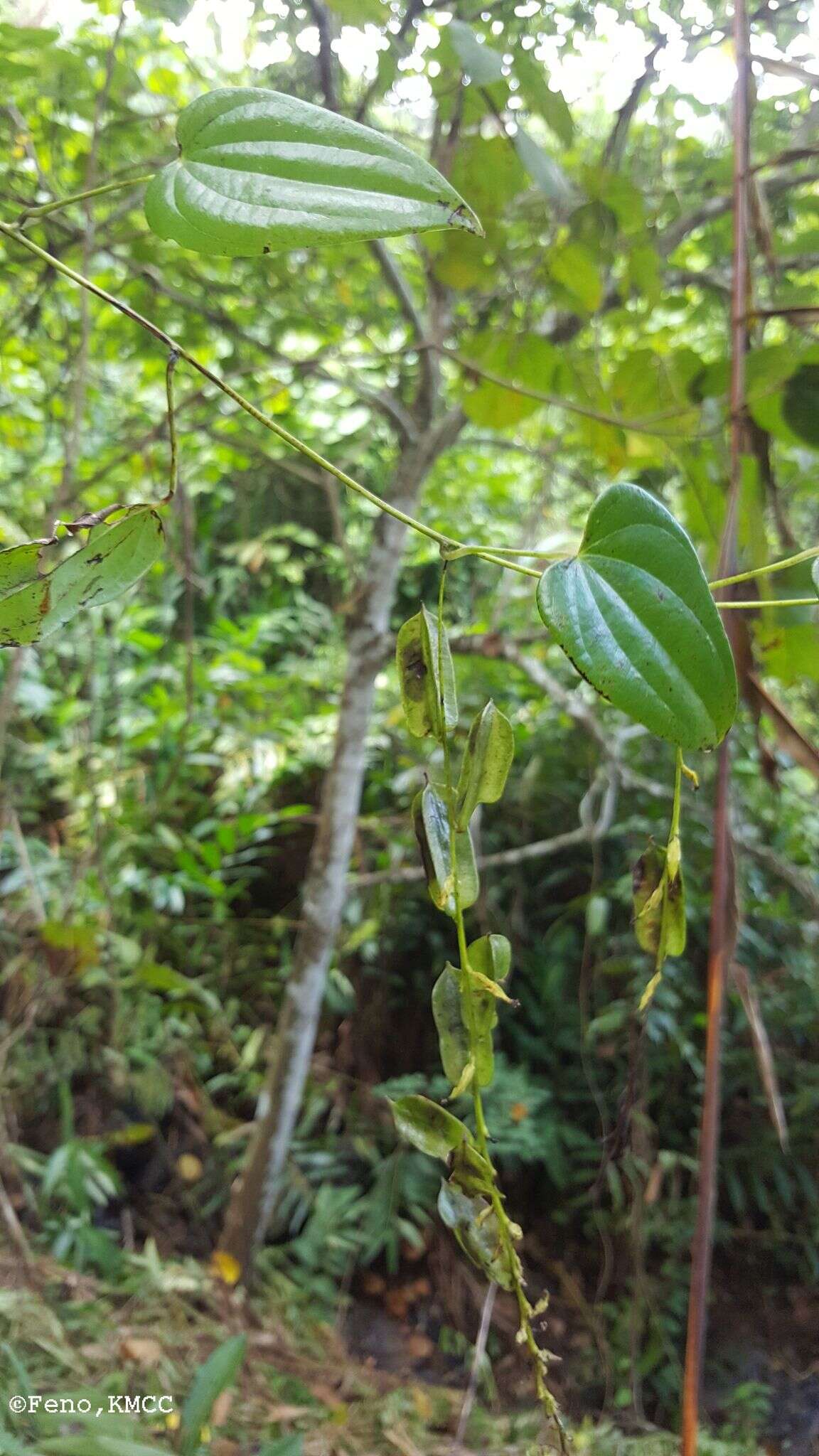 Image of Dioscorea seriflora Jum. & H. Perrier