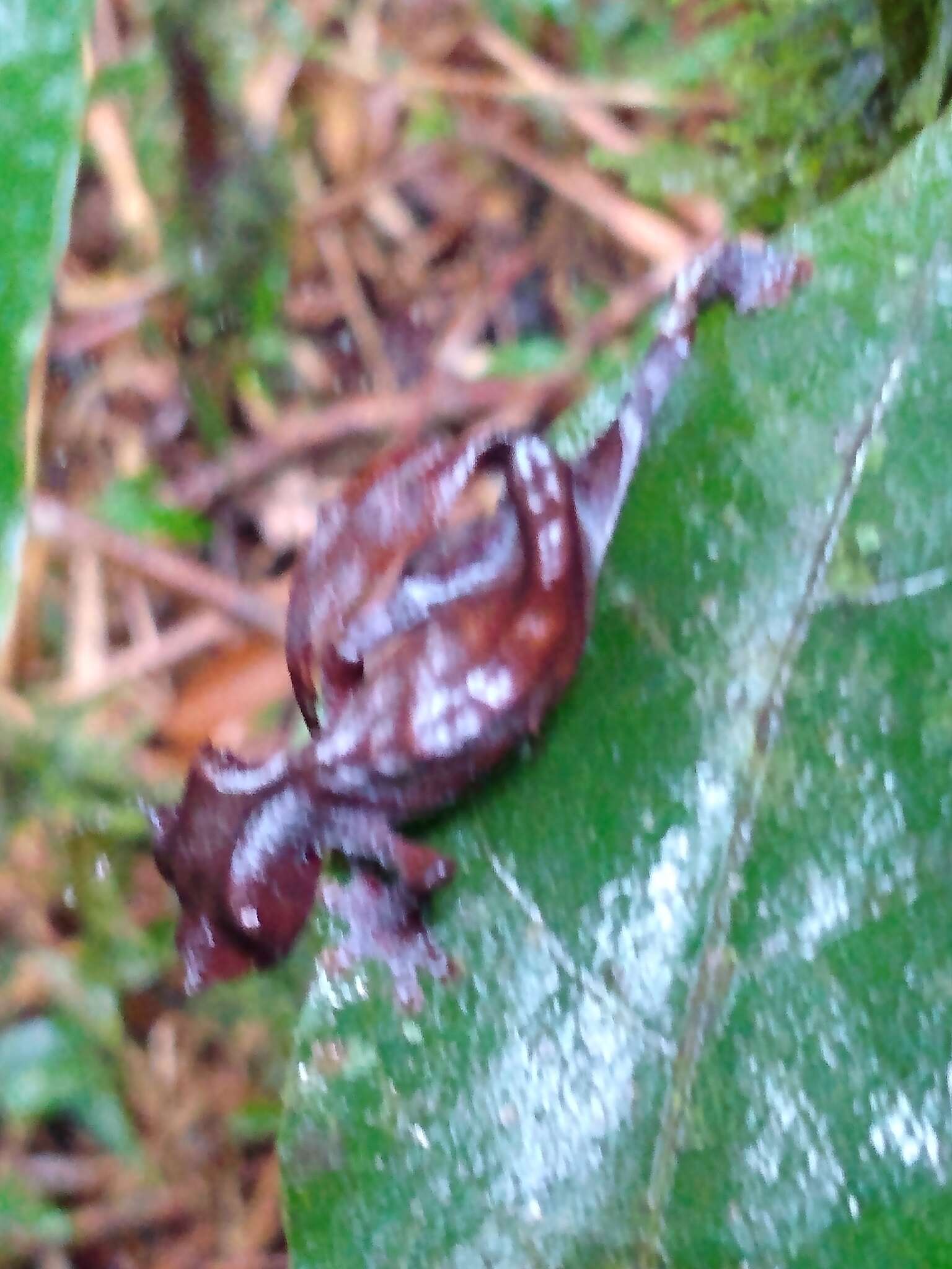 Image of Satanic leaf-tailed gecko