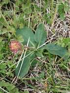 Image of Podocoma hieracifolia (Poir.) Cass.