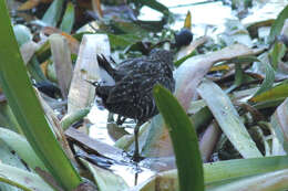 Image of Australian Crake