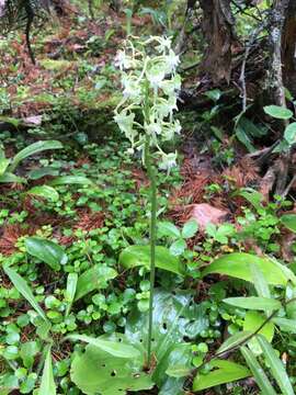 Слика од Platanthera orbiculata var. macrophylla (Goldie) Luer