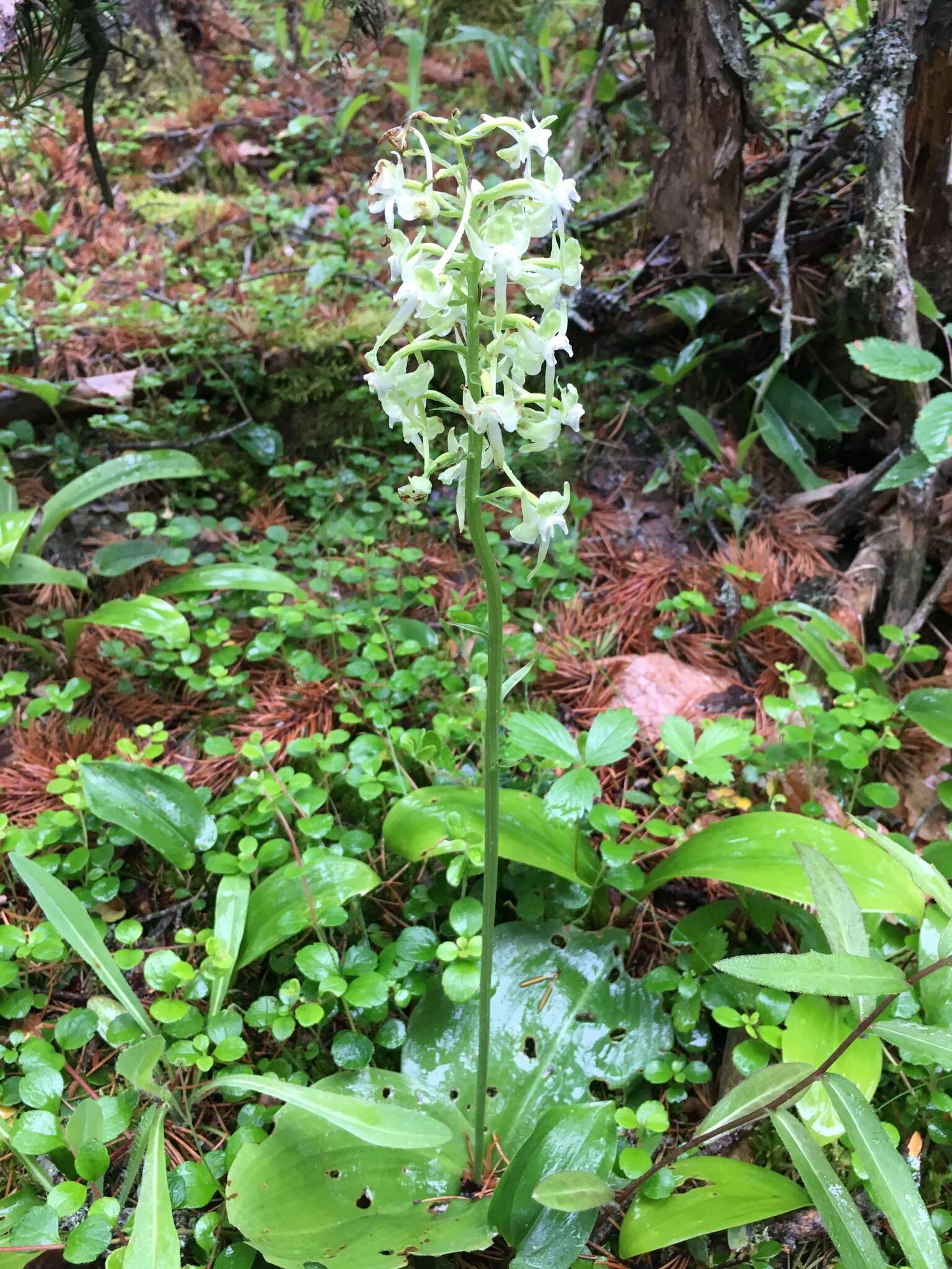 Image of Greater Round-Leaf Orchid