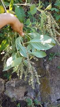 Image of Buddleja americana L.