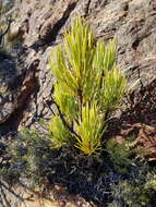 Image of Protea aristata Phillips