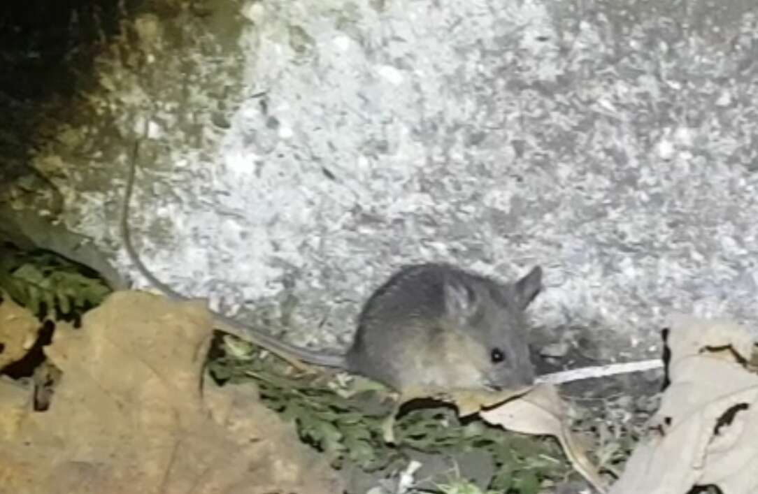 Image of Coxing's White-bellied Rat