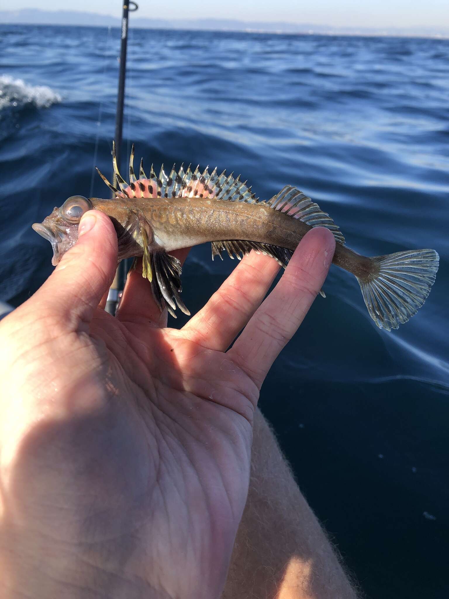 Image of Shortspine combfish