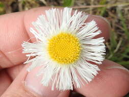 Image of Corpus Christi fleabane