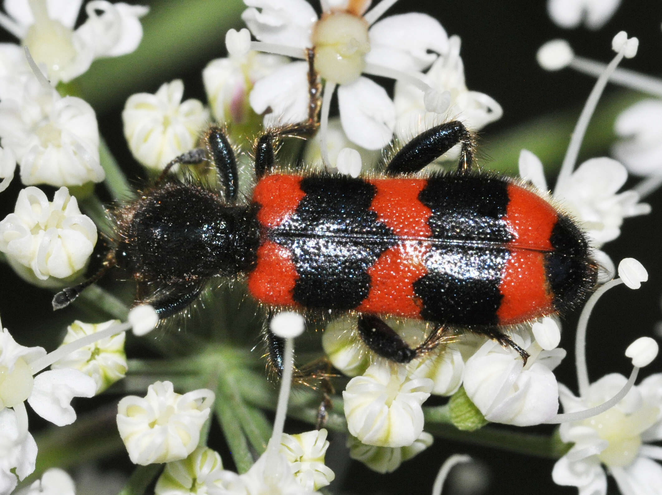 Image of Trichodes apiarius