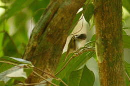 Image of Pale-legged Leaf Warbler