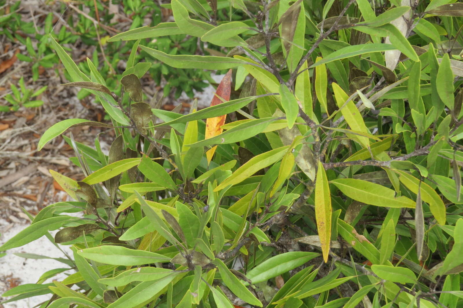 Image de Persea humilis Nash