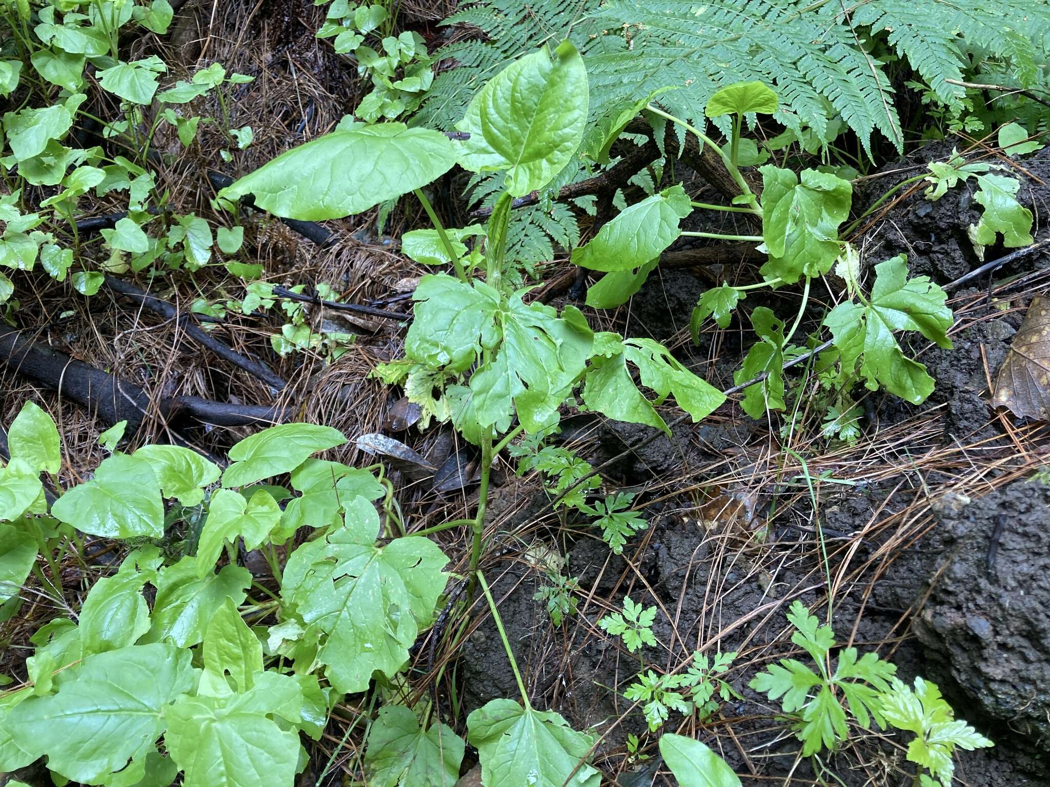 Image of Rumex maderensis Lowe