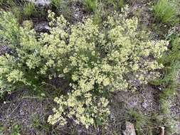 Image of Baccharis flabellata Hook. & Arn.