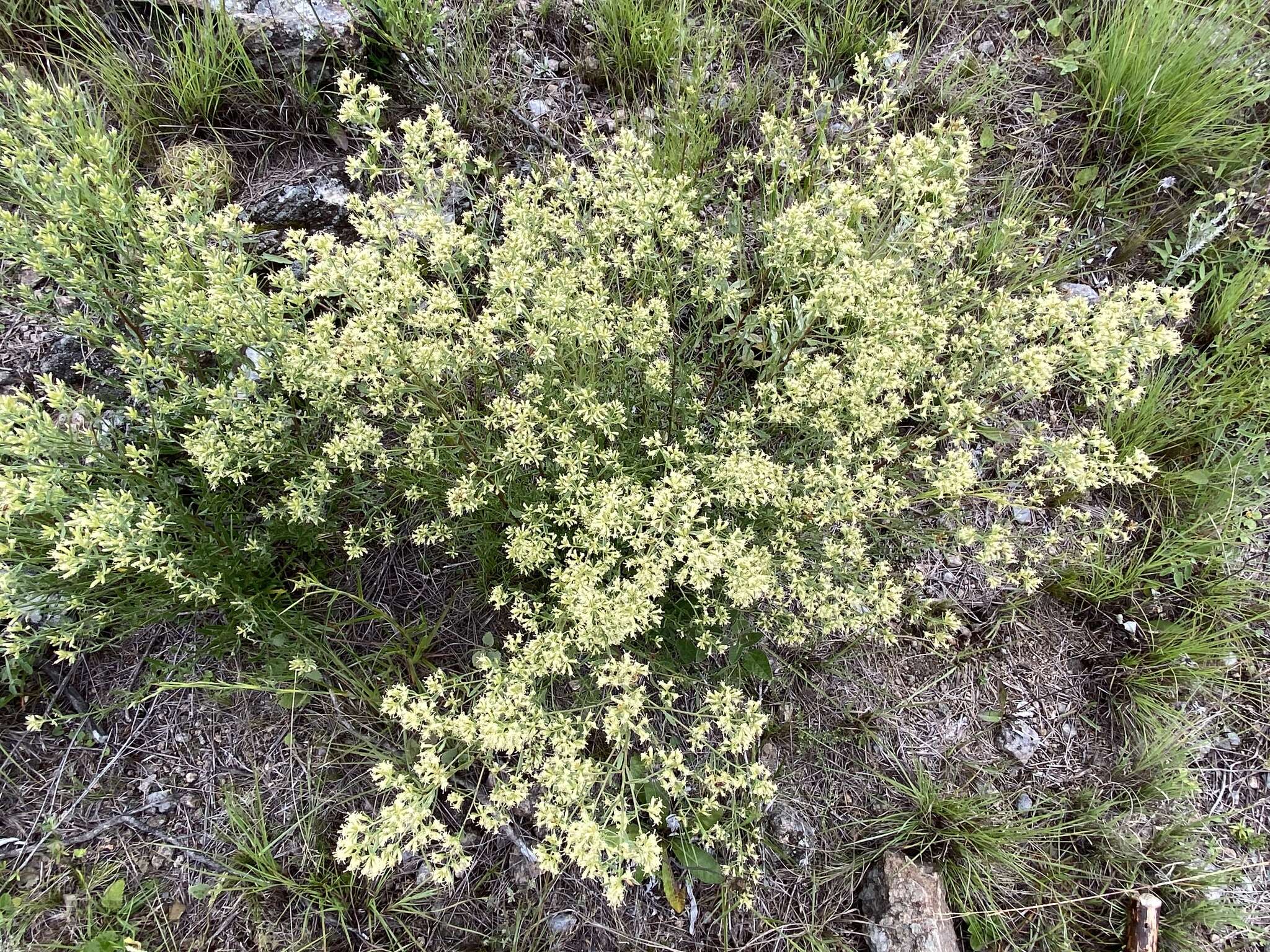 Imagem de Baccharis flabellata Hook. & Arn.