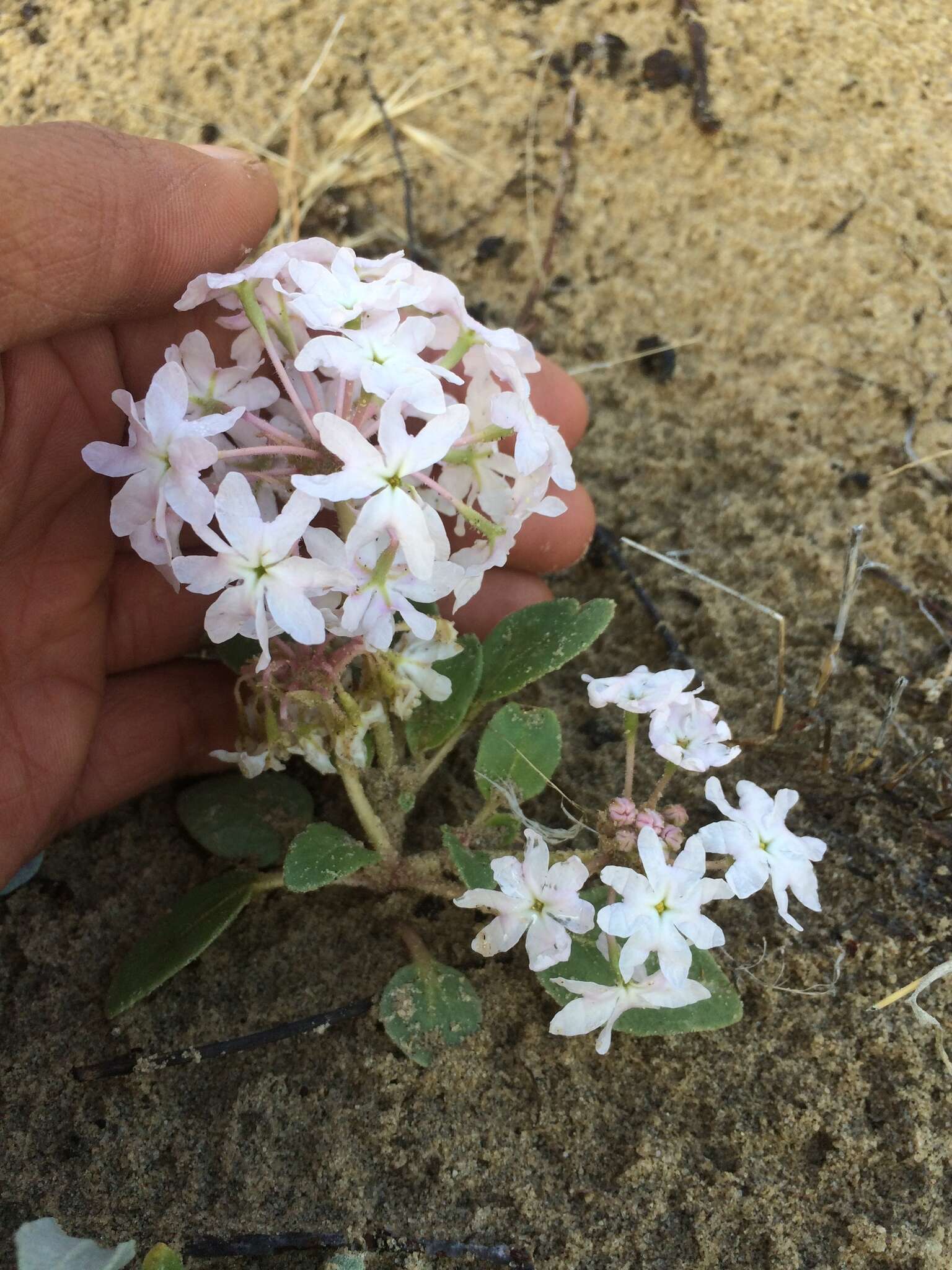 Image of Lassen sandverbena