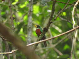 Image of Yellow-billed Jacamar