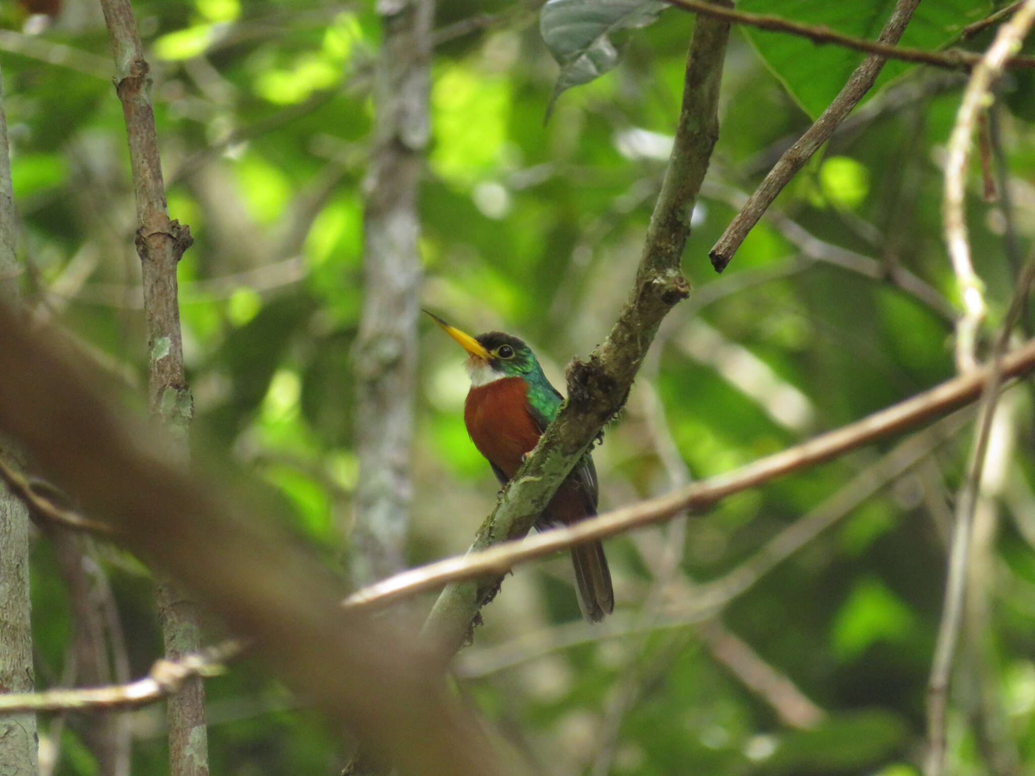 Image of Yellow-billed Jacamar