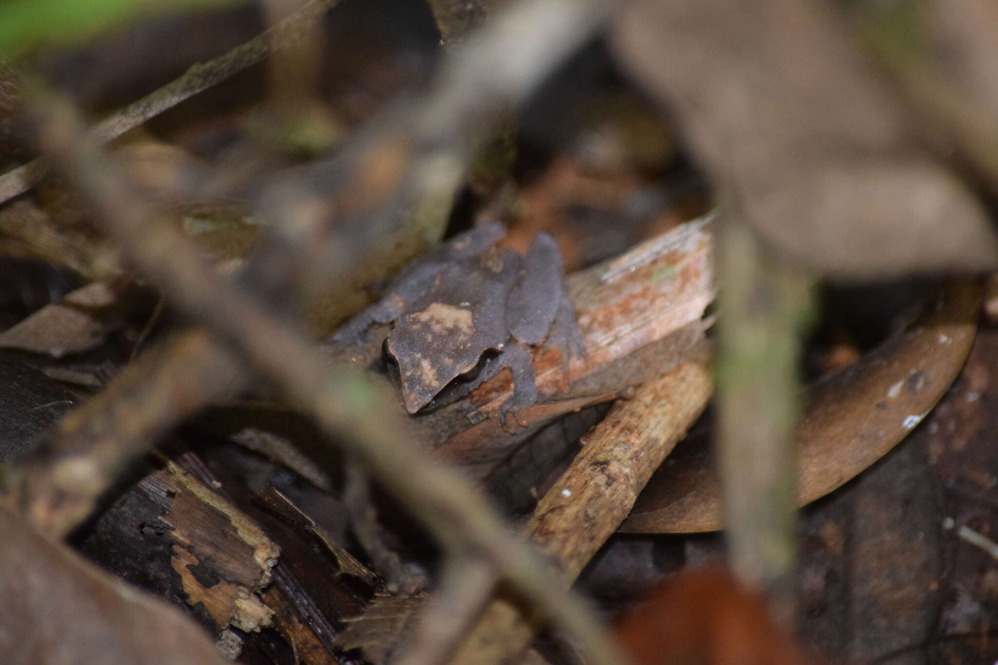 Image de Pseudophilautus cuspis (Manamendra-Arachchi & Pethiyagoda 2005)