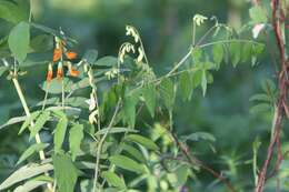 Image of Lathyrus gmelinii Fritsch