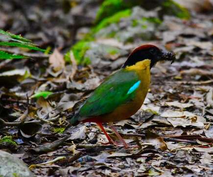 Image of Noisy Pitta