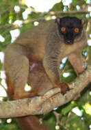 Image of brown lemur