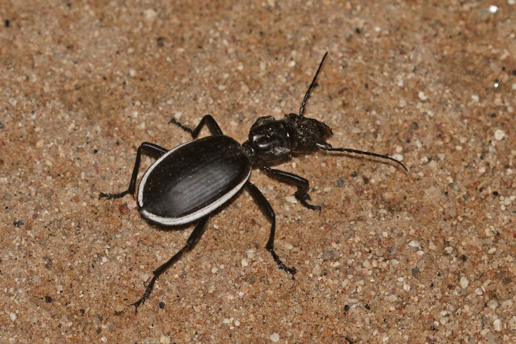 Image of Anthia (Anthia) cinctipennis Lequien 1833